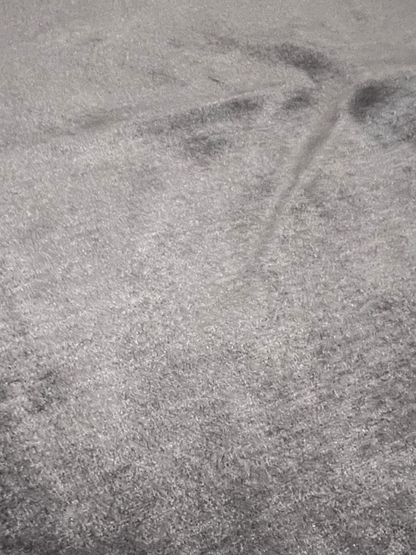 Alfombra SH1342 · Detalle 1